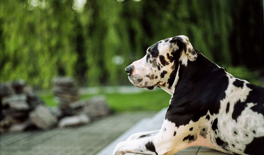 The Ultimate Guide to Feeding Hound Breeds for Optimal Health: Tips and Advice