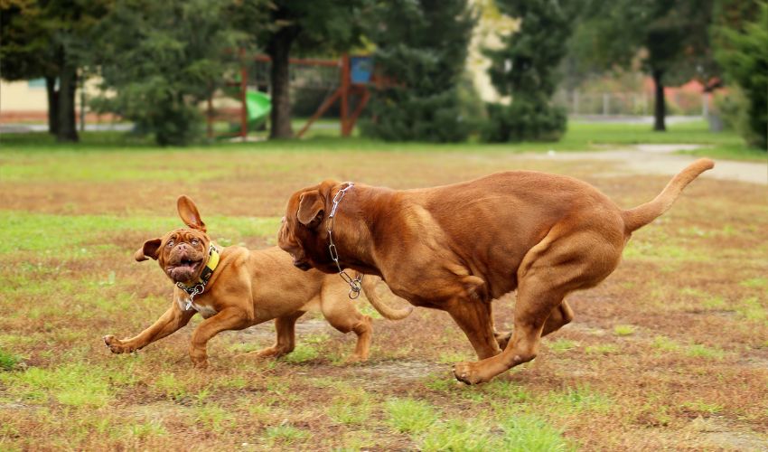 Raising Puppies from Different Breeds: Expert Tips for a Healthy Start