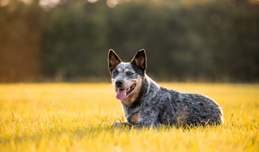 The Ultimate Guide to Choosing Between Basset Breeds: Factors to Consider